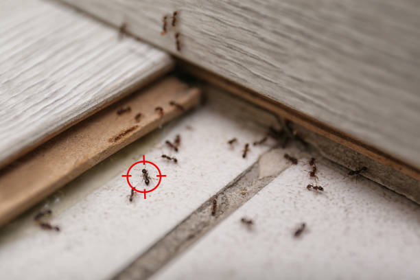 Best Best Pest Control Companies  in Leesburg, OH