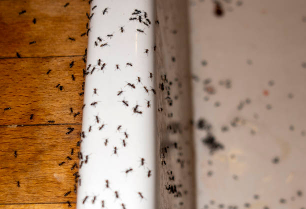 Best Bed Bug Extermination  in Leesburg, OH