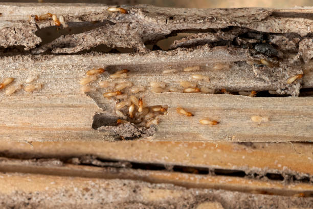 Best Pest Inspection Near Me  in Leesburg, OH