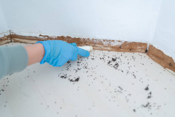 Best Ant Control Services  in Leesburg, OH